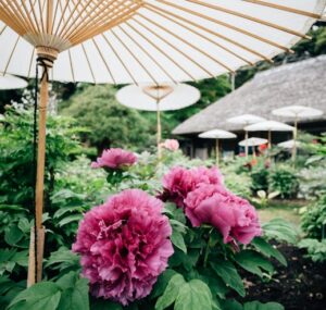 White umbrellas used as sunshade over garden with pink flowers