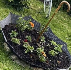 Upside down umbrella on grass with small green plants inside the open umbrella